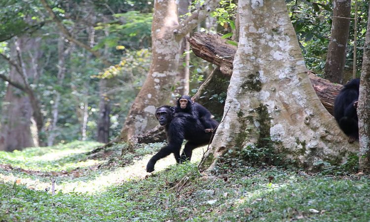 Chimpanzee Tracking in Kyambura Gorge
