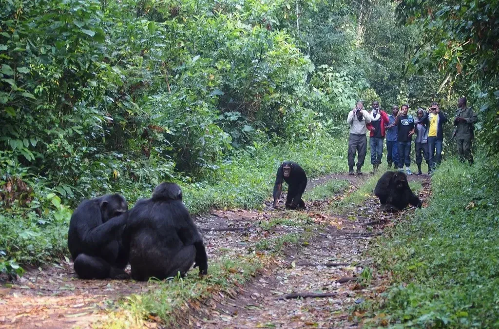 Chimpanzee tracking kibale