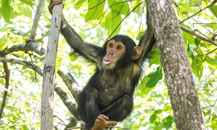 Chimpanzee trekking in Uganda