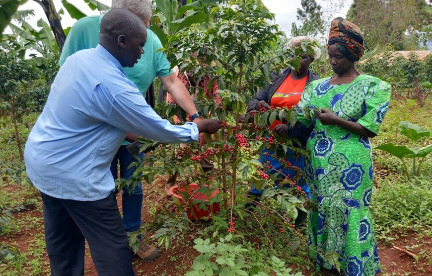 Coffee Tours near Mount Elgon: A Cultural Experience
