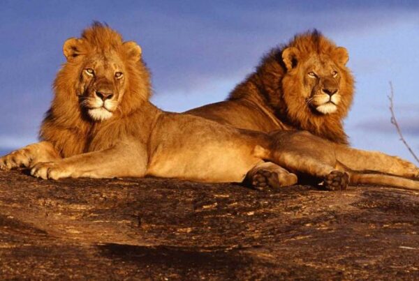 Comparing Kidepo with Serengeti: Why Uganda’s Wild North Stands Out