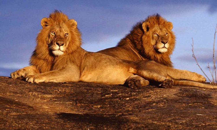 Comparing Kidepo with Serengeti: Why Uganda’s Wild North Stands Out