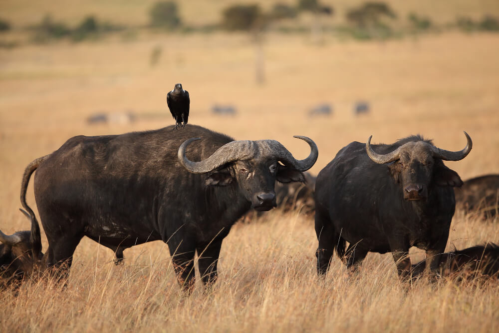 Comparing Queen Elizabeth with Murchison Falls: Which to Choose?
