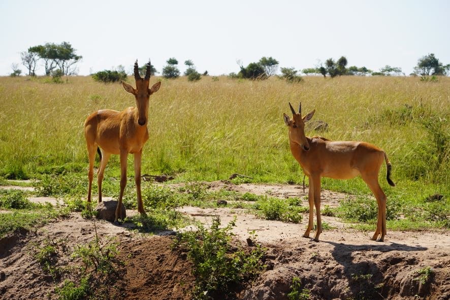Conservation Challenges in Semuliki National Park