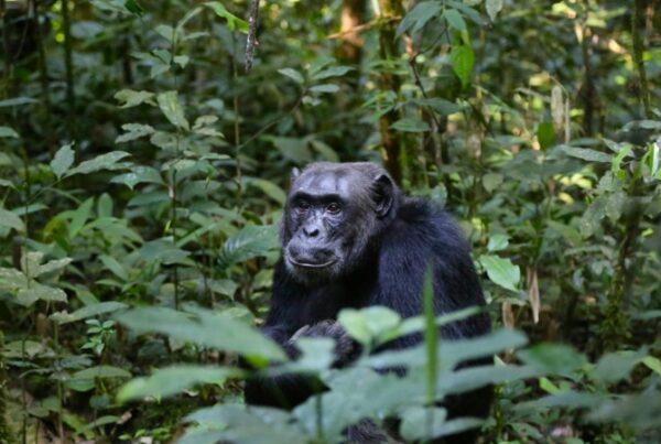 Conservation Efforts in Kibale National Park
