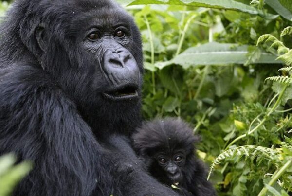 Conservation Efforts in Mgahinga Gorilla National Park