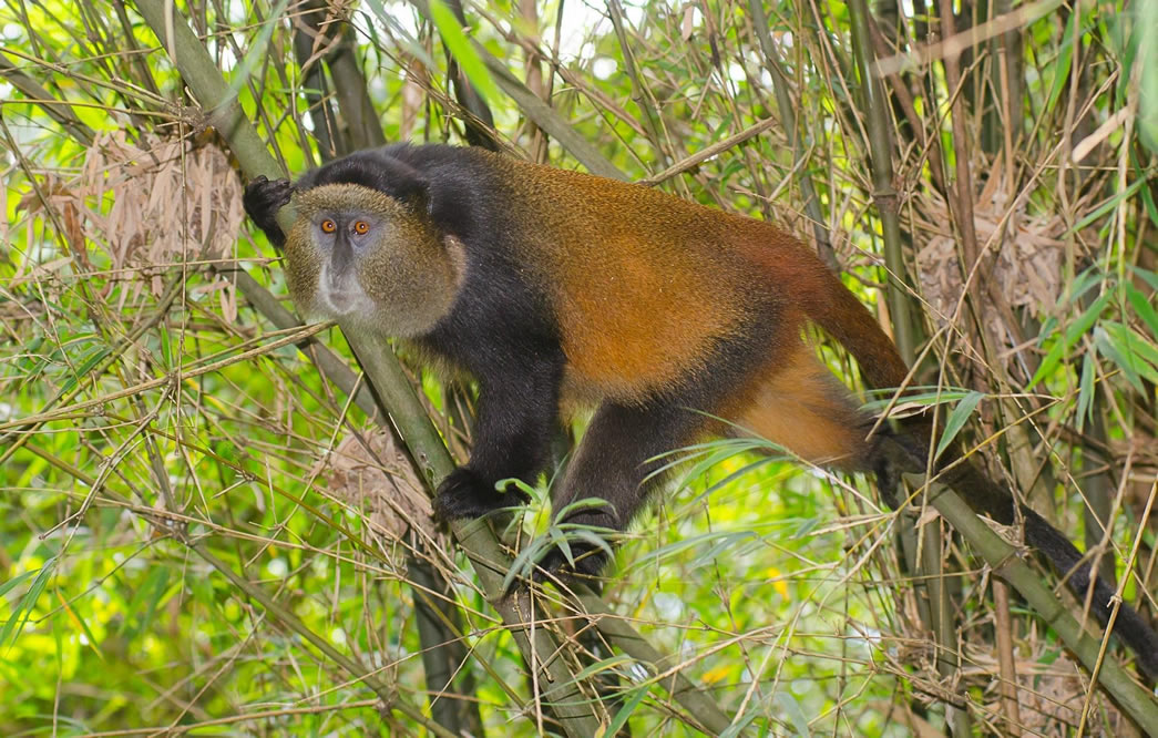 Conservation Efforts in Mgahinga Gorilla National Park