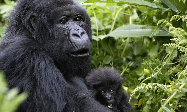 Conservation Efforts in Mgahinga Gorilla National Park