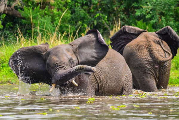 Conservation Efforts in Murchison Falls National Park