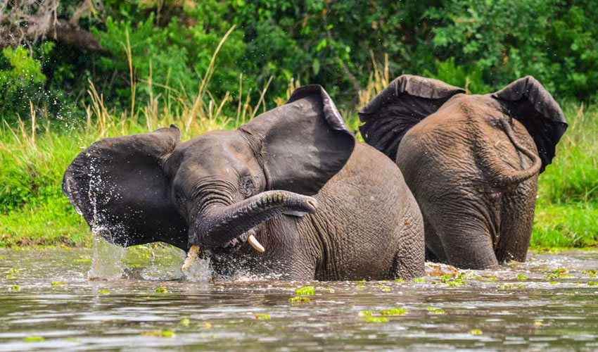 Conservation Efforts in Murchison Falls National Park