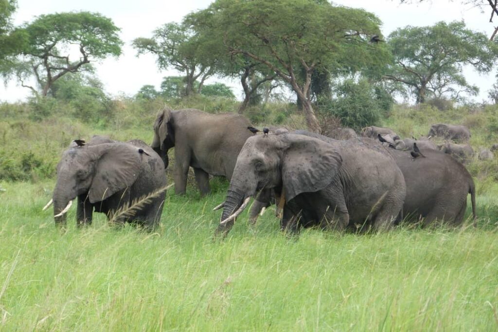 Conservation Efforts in Murchison Falls National Park