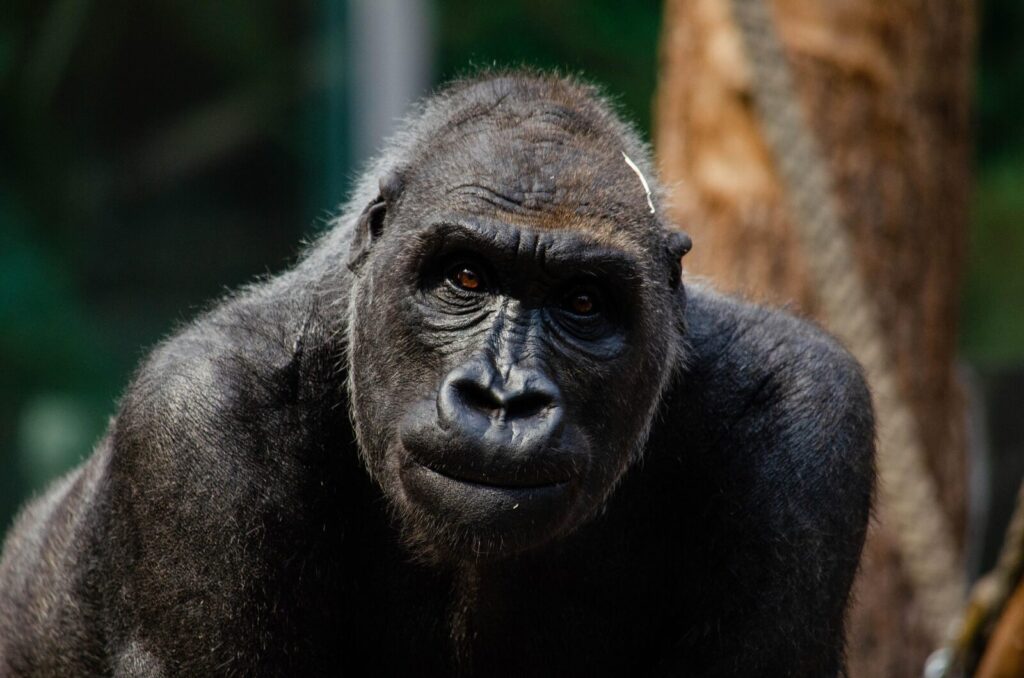 Cross River gorilla