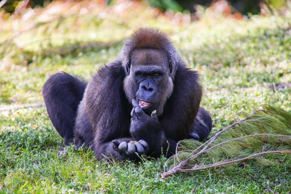 Cross River gorilla