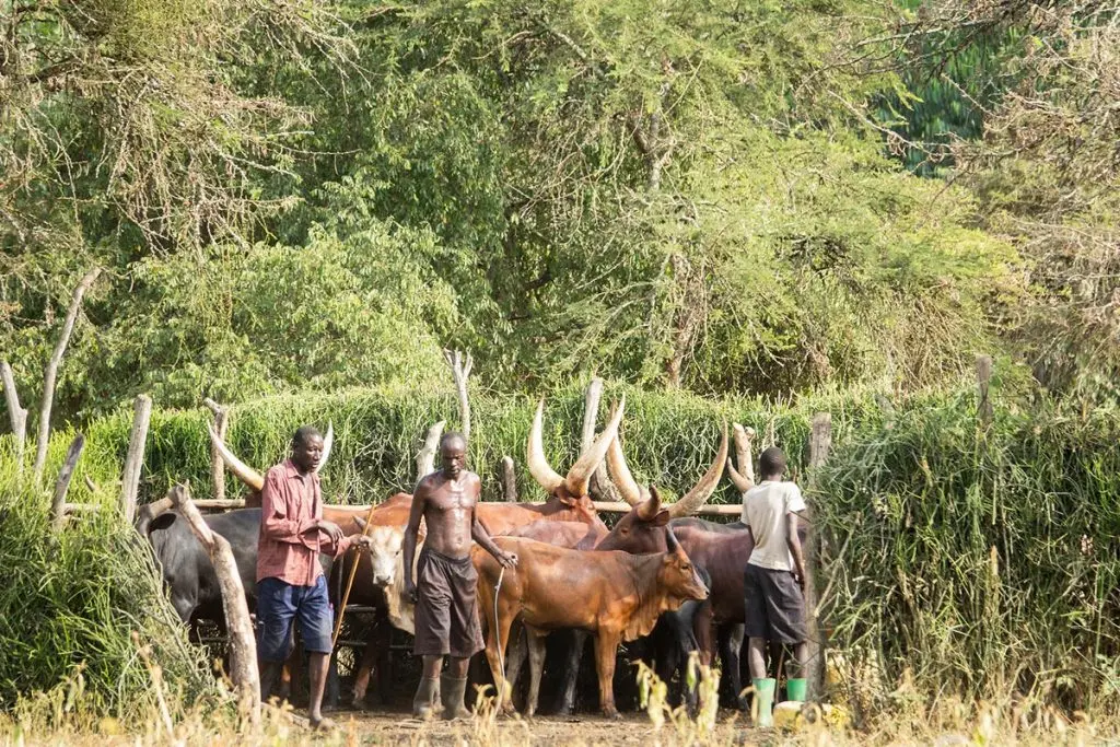 Cultural Encounters with the Banyankole near Lake Mburo