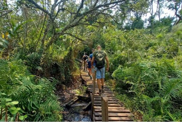 Family-Friendly Chimp Tracking Safaris in Kibale