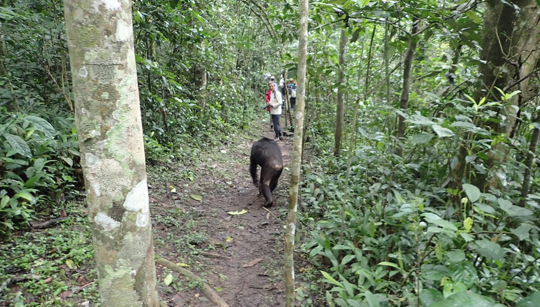 Family-Friendly Chimp Tracking Safaris in Kibale