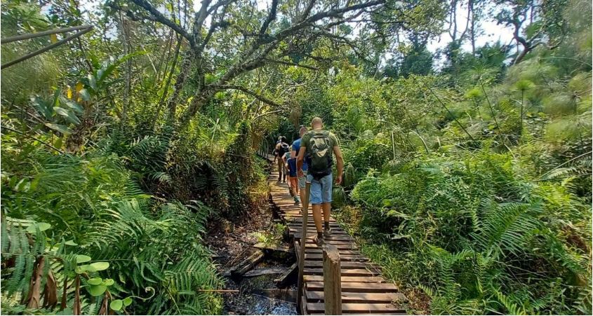 Family-Friendly Chimp Tracking Safaris in Kibale