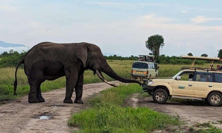 Family Safari in Queen Elizabeth: What to Expect