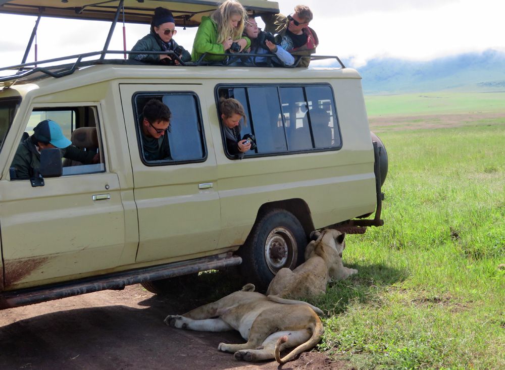 Family Safari in Queen Elizabeth: What to Expect