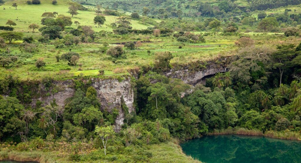 Flora and Fauna of Kibale Forest Explained