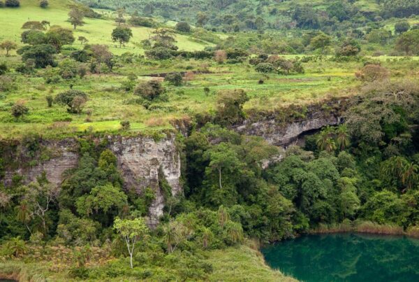 Flora and Fauna of Kibale Forest Explained