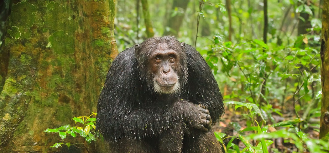 Flora and Fauna of Kibale Forest Explained