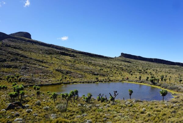 Flora and Fauna of Mount Elgon National Park