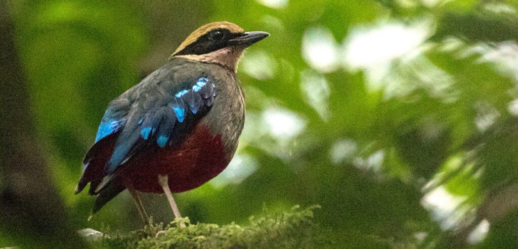 Flora and Fauna of Semuliki Forest Explained
