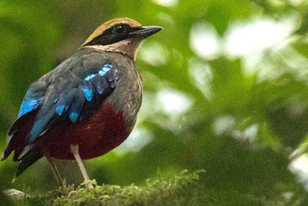 Flora and Fauna of Semuliki Forest Explained