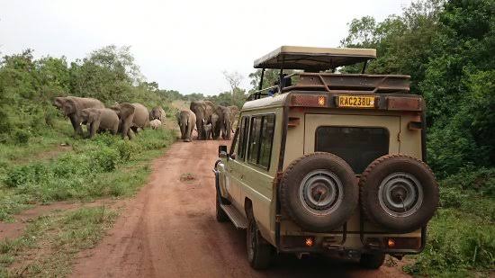 Full-Day Game Drive in Akagera National Park
