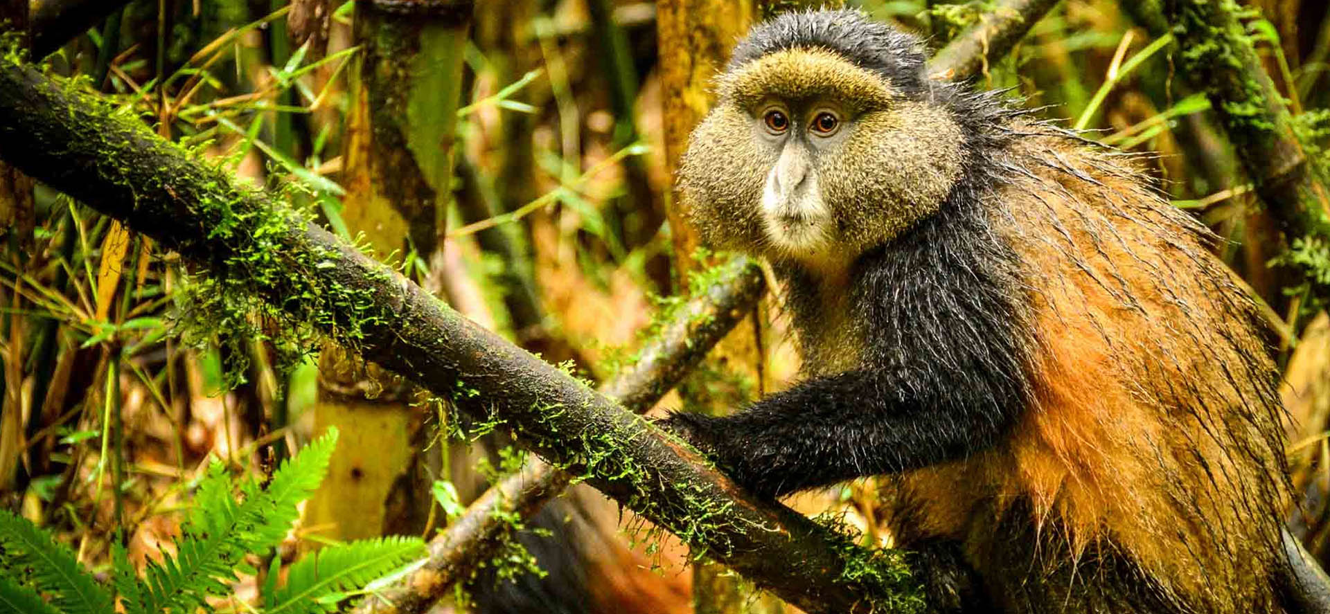 Golden Monkey Tracking in Mgahinga Gorilla National Park