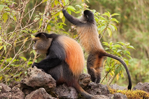 Golden Monkey Tracking in Mgahinga Gorilla National Park