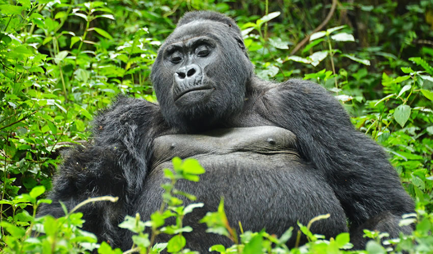 Gorilla Trekking Adventure