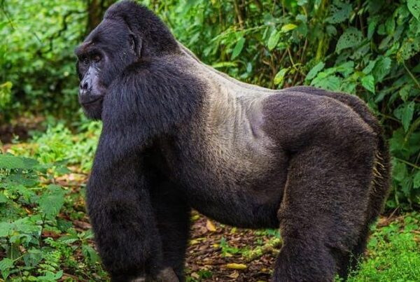 Gorilla Trekking in Mgahinga: What to Expect