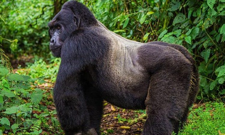 Gorilla Trekking in Mgahinga: What to Expect