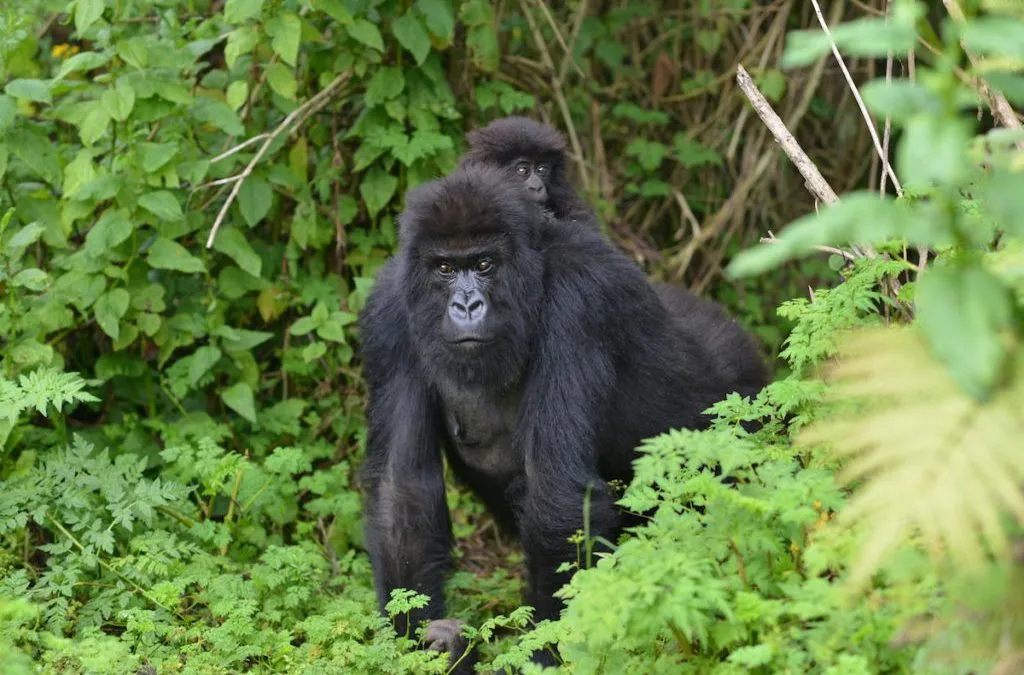 Gorilla Trekking in Mgahinga: What to Expect