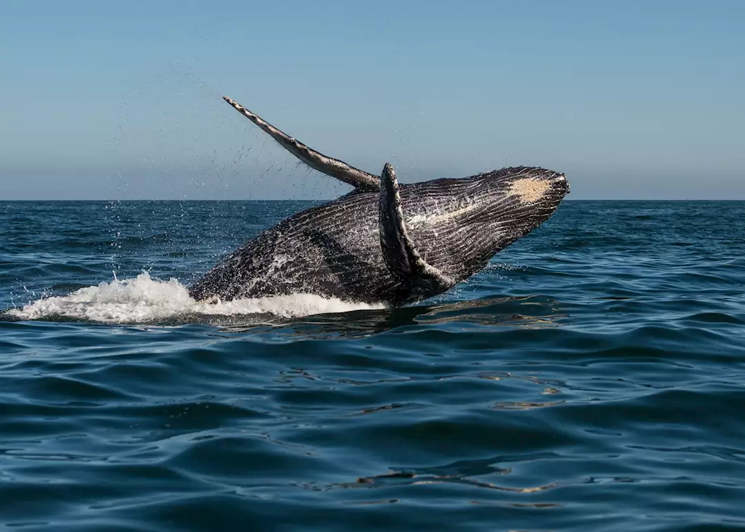 Hermanus