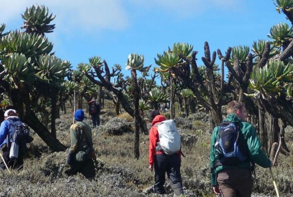 Hiking Mount Elgon: A Complete Trekking Guide