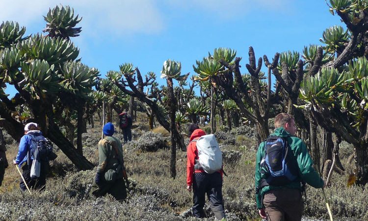 Hiking Mount Elgon: A Complete Trekking Guide