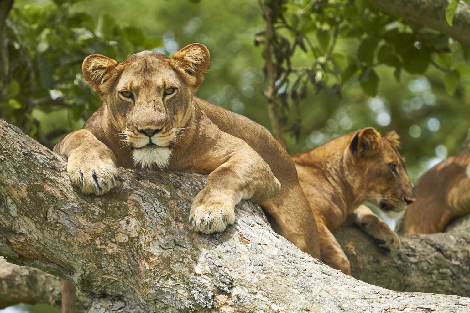 How to Combine Kibale with Queen Elizabeth Safaris
