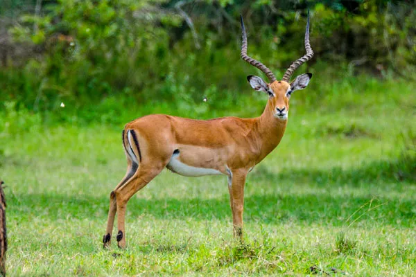 How to Combine Lake Mburo with Gorilla Trekking Safaris