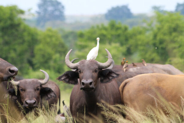 How to Combine Queen Elizabeth with Gorilla Trekking Safaris