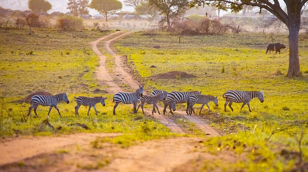 How to Reach Kidepo Valley National Park from Kampala