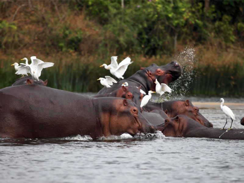 Kazinga Channel Boat Safari: Wildlife Encounters in Queen Elizabeth