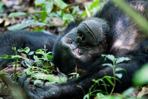 Kibale National Park Safari Itineraries