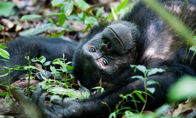Kibale National Park Safari Itineraries