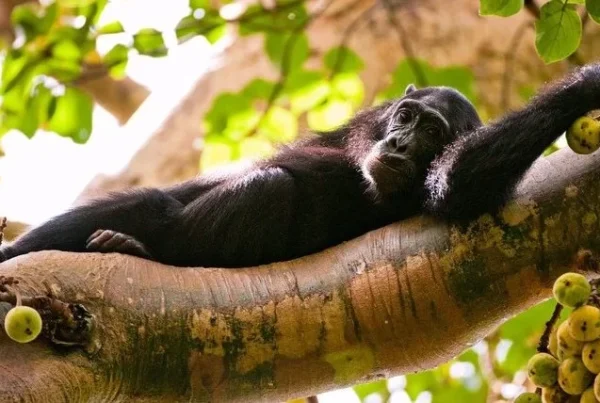 Kibale vs Budongo: Which is Best for Chimp Tracking?