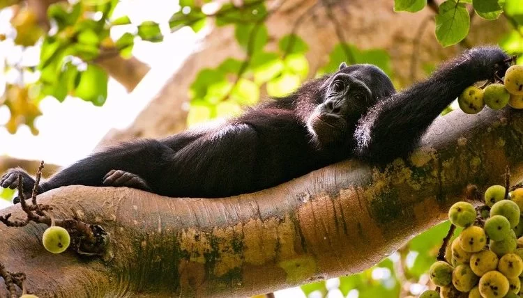Kibale vs Budongo: Which is Best for Chimp Tracking?