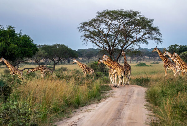 Kidepo Safari Itineraries: How Many Days Do You Need?