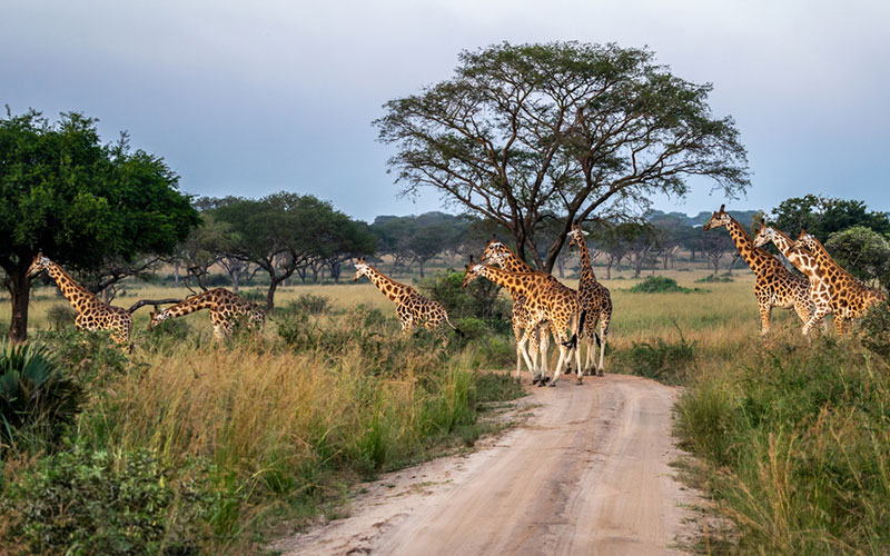 Kidepo Safari Itineraries: How Many Days Do You Need?